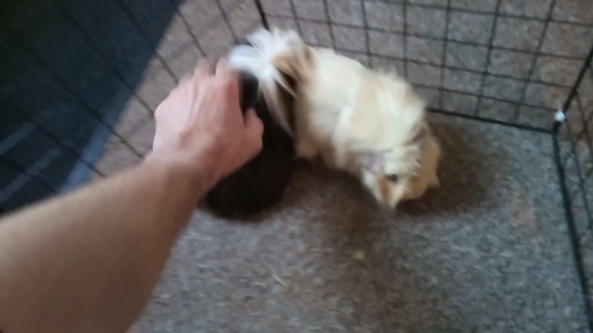 Guinea Pig rodents for sale: 2 male guinea pigs - Video 1