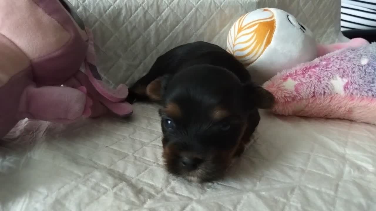 Yorkshire Terrier dogs for sale: 2 Sweter Yorkshire Terrier puppy in Swindon - Video 3
