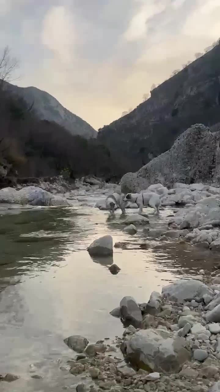 Mixed Breed dogs for adoption: Trimi needs a home in Waltham Abbey - Video 3