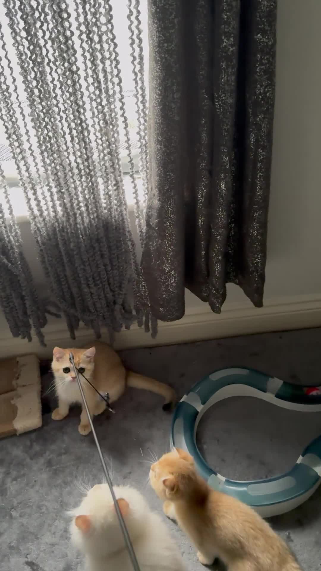 Scottish Fold cats for sale: elite purebred friendly Scottish Fold and Straight - Video 1