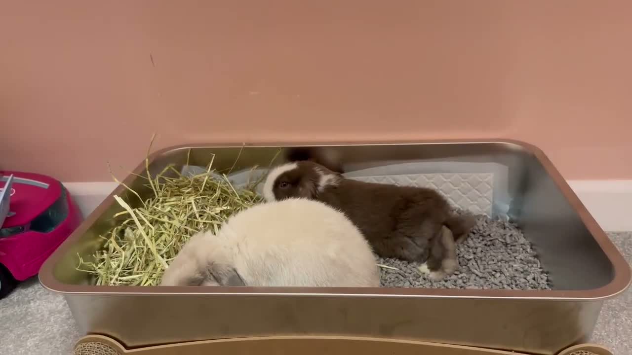 Mini Lop rabbits for sale: 2 tiny pedigree mini lops 💖 - Video 1