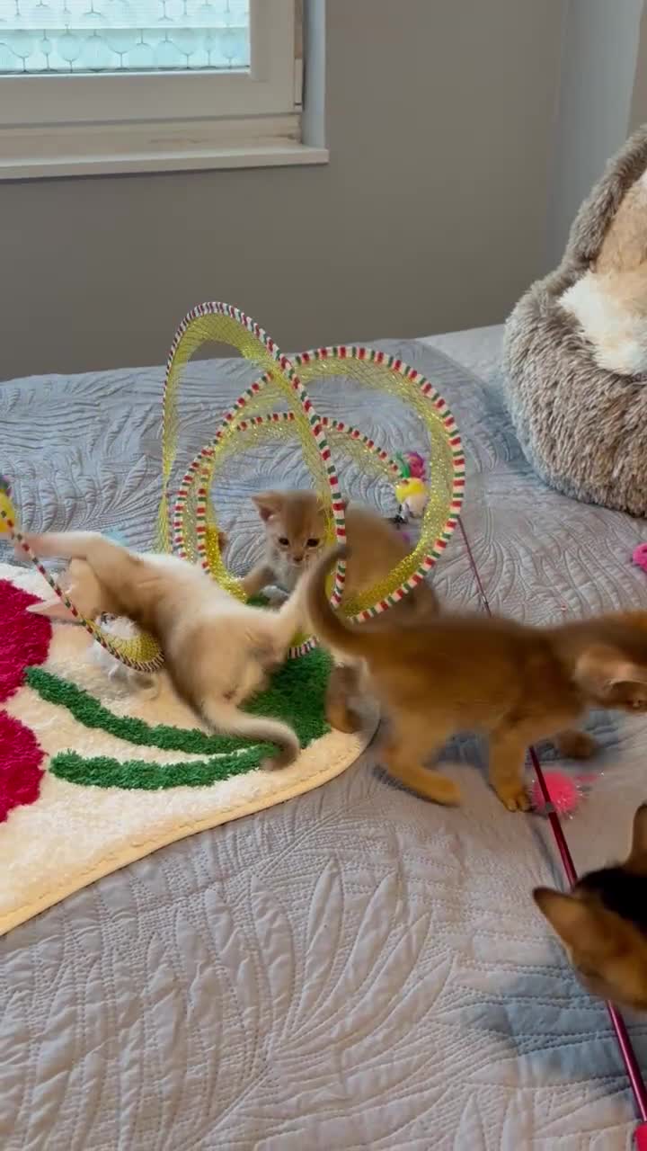 Abyssinian cats for sale: Abyssinian kittens 🌟😻🌟 - Video 4