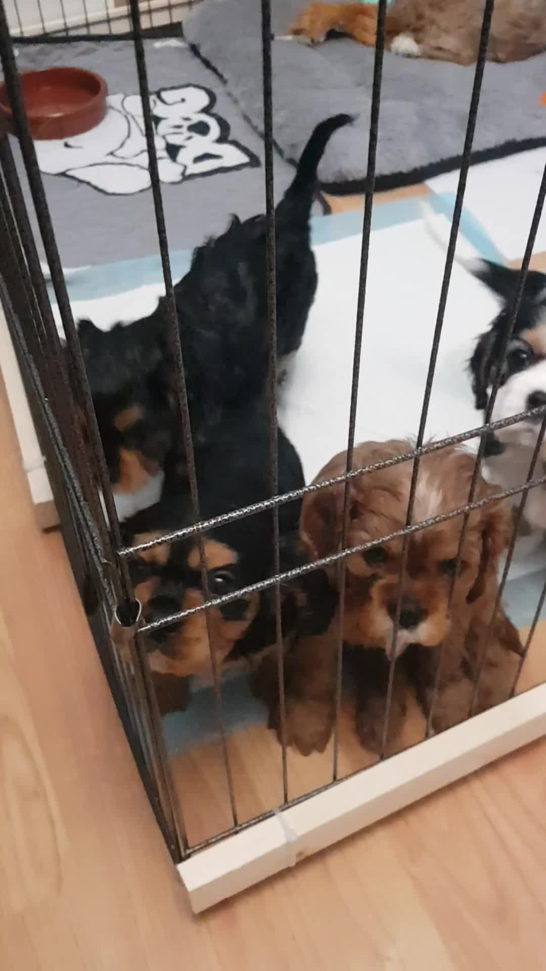 Cavalier King Charles Spaniel dogs for sale: 2 Cavalier king Charles puppies left - Video 3