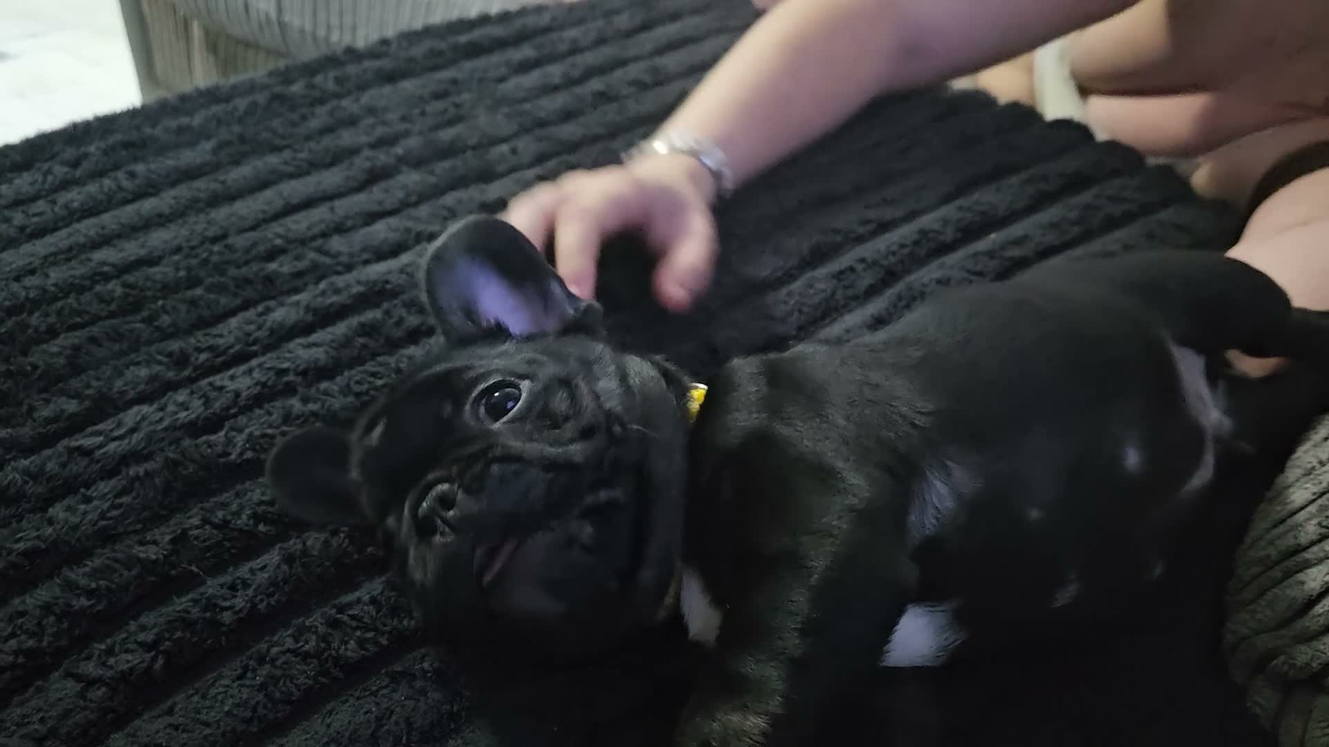 French Bulldog dogs for sale: LAST PUPPY (male) pedigree French bulldog puppy.  - Video 1