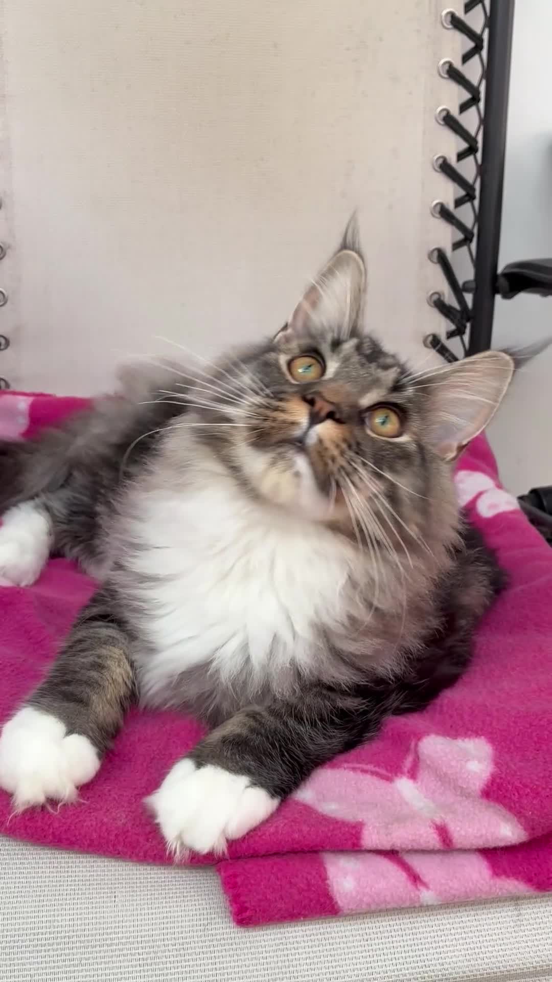 Maine Coon cats for sale: Only 1 boy left -sold !!! - Video 1