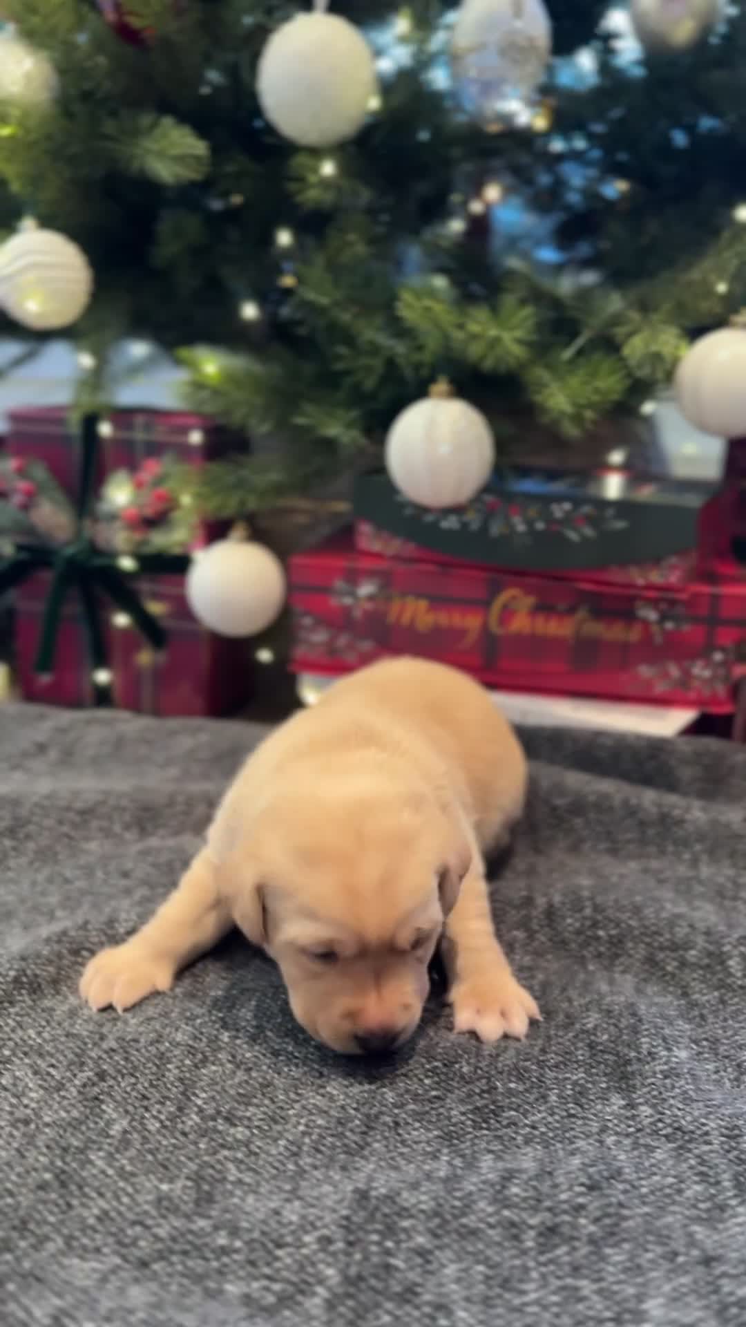 Labrador Retriever dogs for sale: Labrador Puppies - 1 Male & 3 Females Available - Video 2