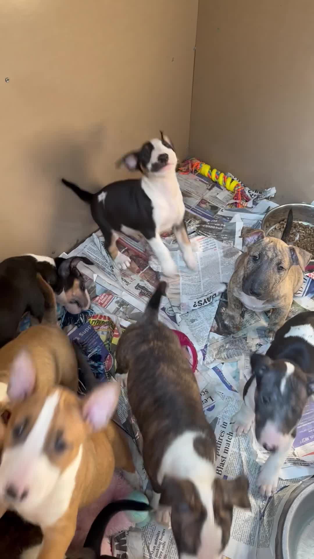English Bull Terrier dogs for sale: English bull terrier puppies - Video 1