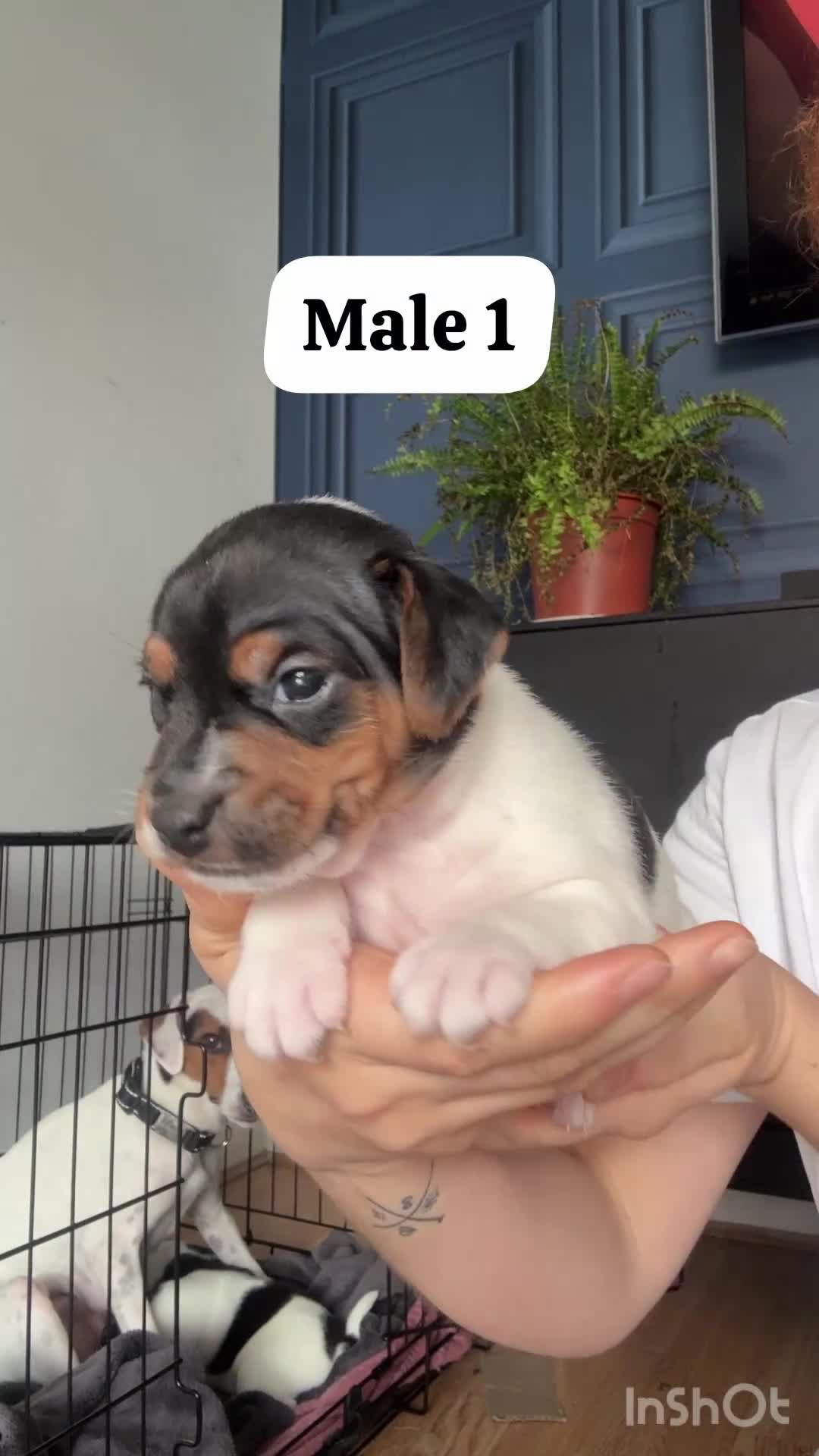 Jack Russell dogs for sale: 3 beautiful Jack Russell puppies - Video 1