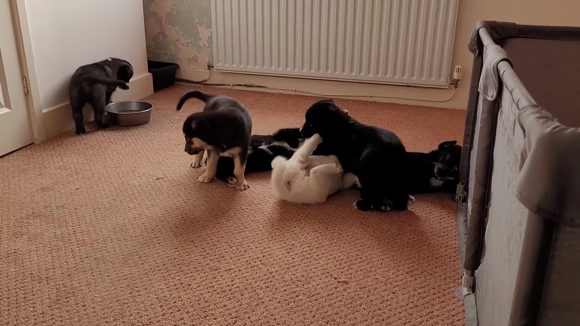 Mixed Breed dogs for sale: Husky Cross Puppies - Video 3