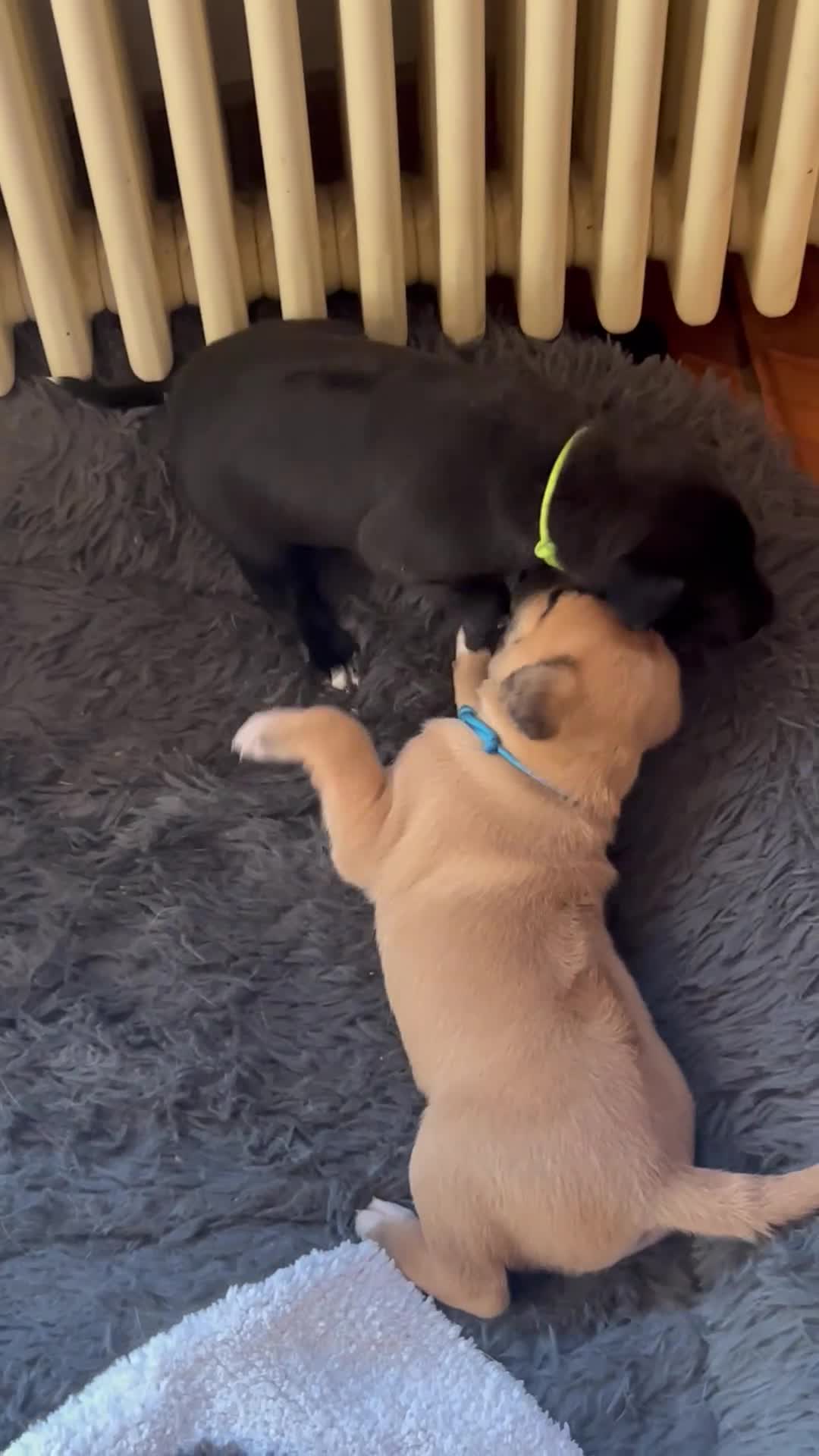 Mixed Breed dogs for sale: Rhodesian Ridgeback X Canaan Dog Puppies  - Video 4