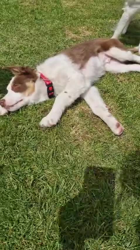 Border Collie dogs for sale: Red, white and tan border collie puppies for sale  in Evesham - Video 1