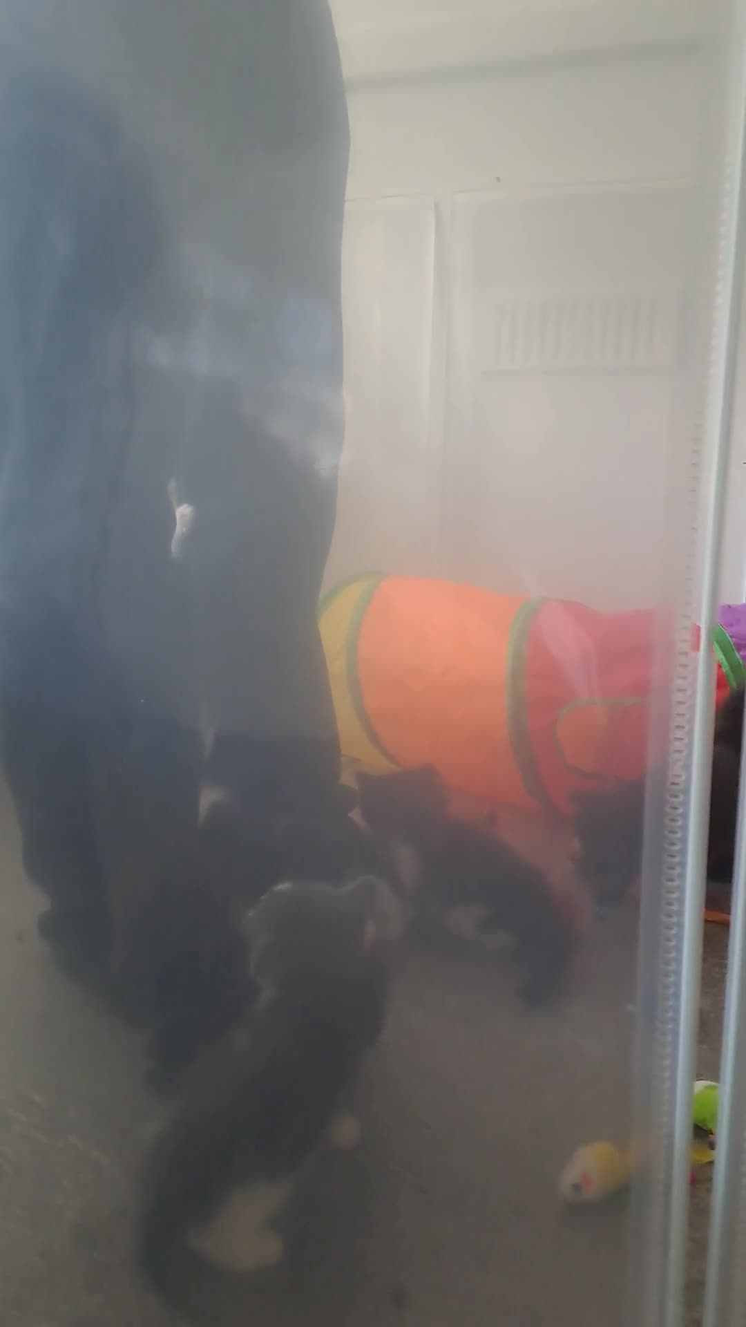 Mixed Breed cats for sale: 4 Stunning kittens for sale - Video 1