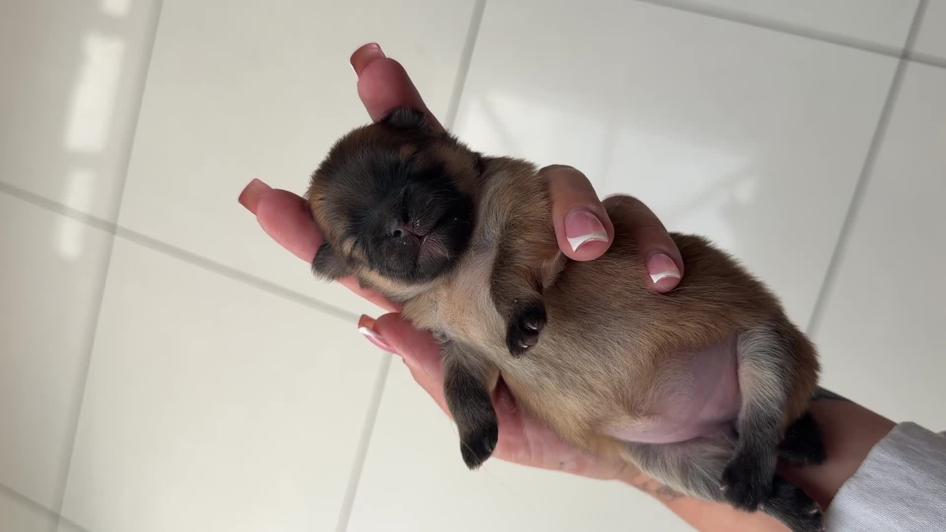Pomeranian dogs for sale: Fluffy Pure bred small pomeranians in Ware - Video 2