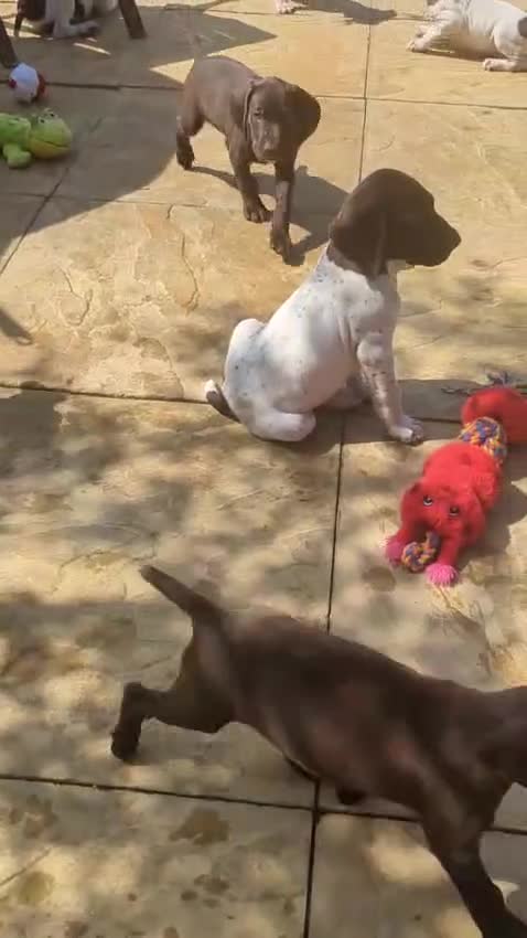 German Shorthaired Pointer dogs for sale: Beautiful German short haired pointer puppy's  - Video 1