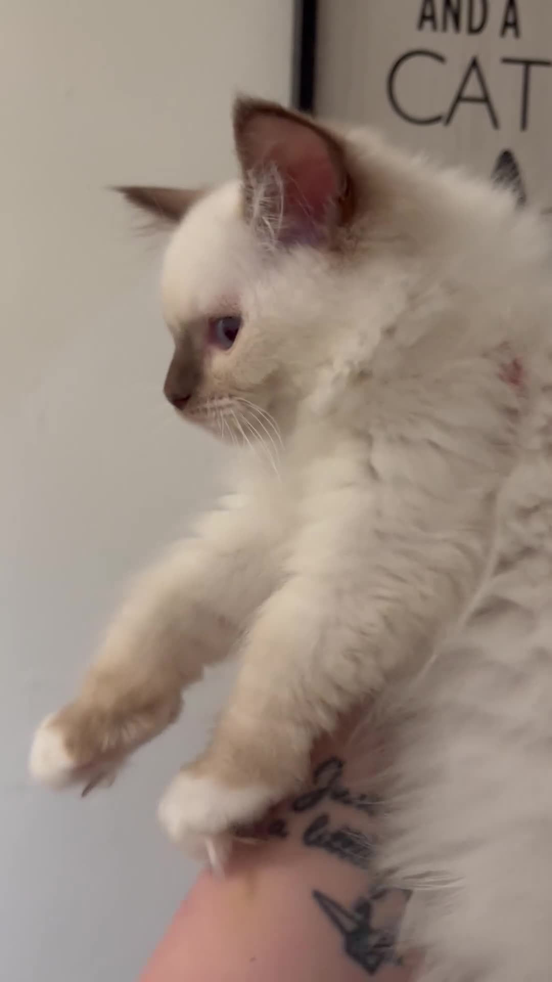 Ragdoll cats for sale: READY NOW GCCF chocolate mitted male - Video 1