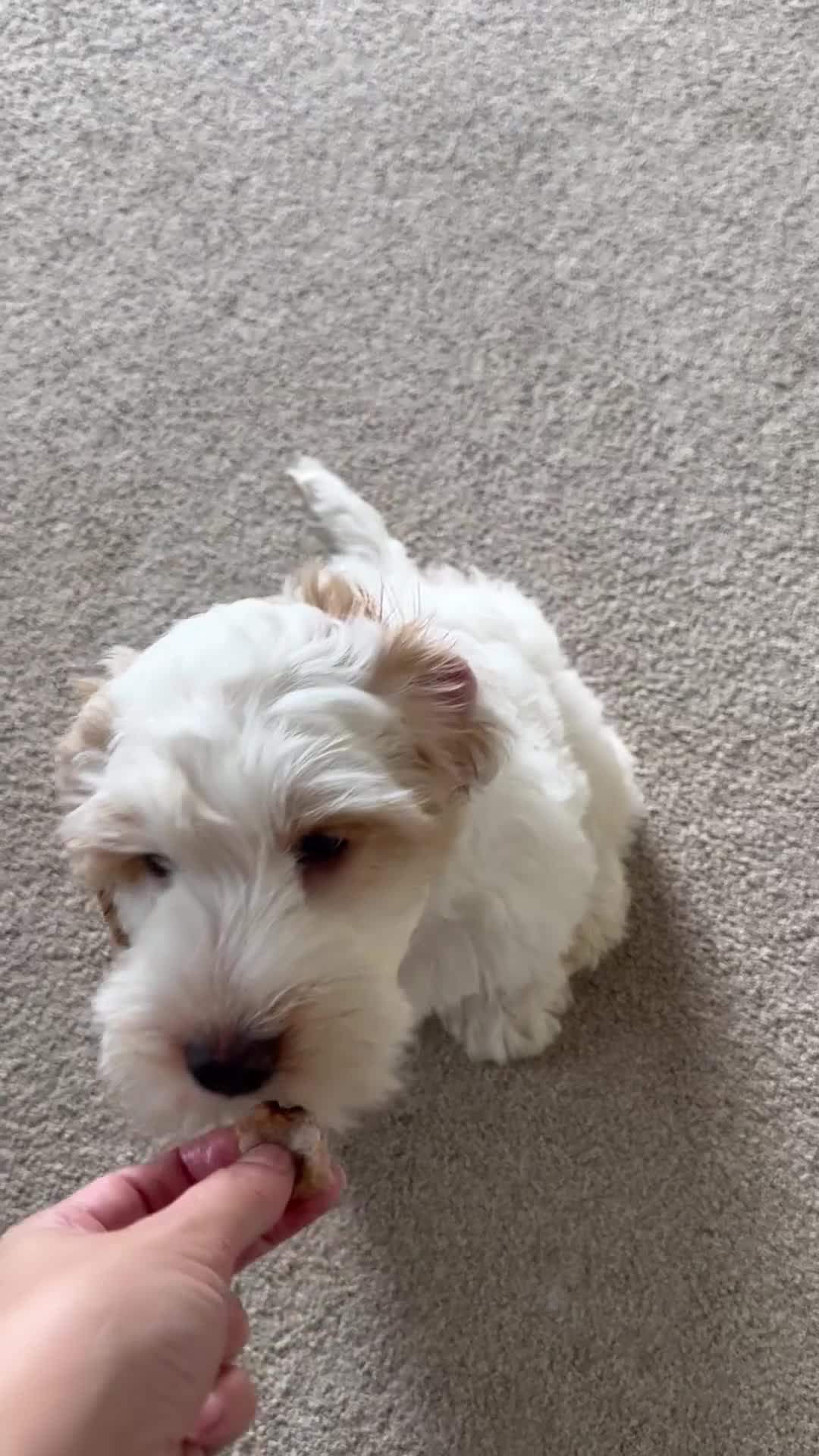 Cockapoo dogs for sale: 1 girl ready now cockapoo  - Video 1