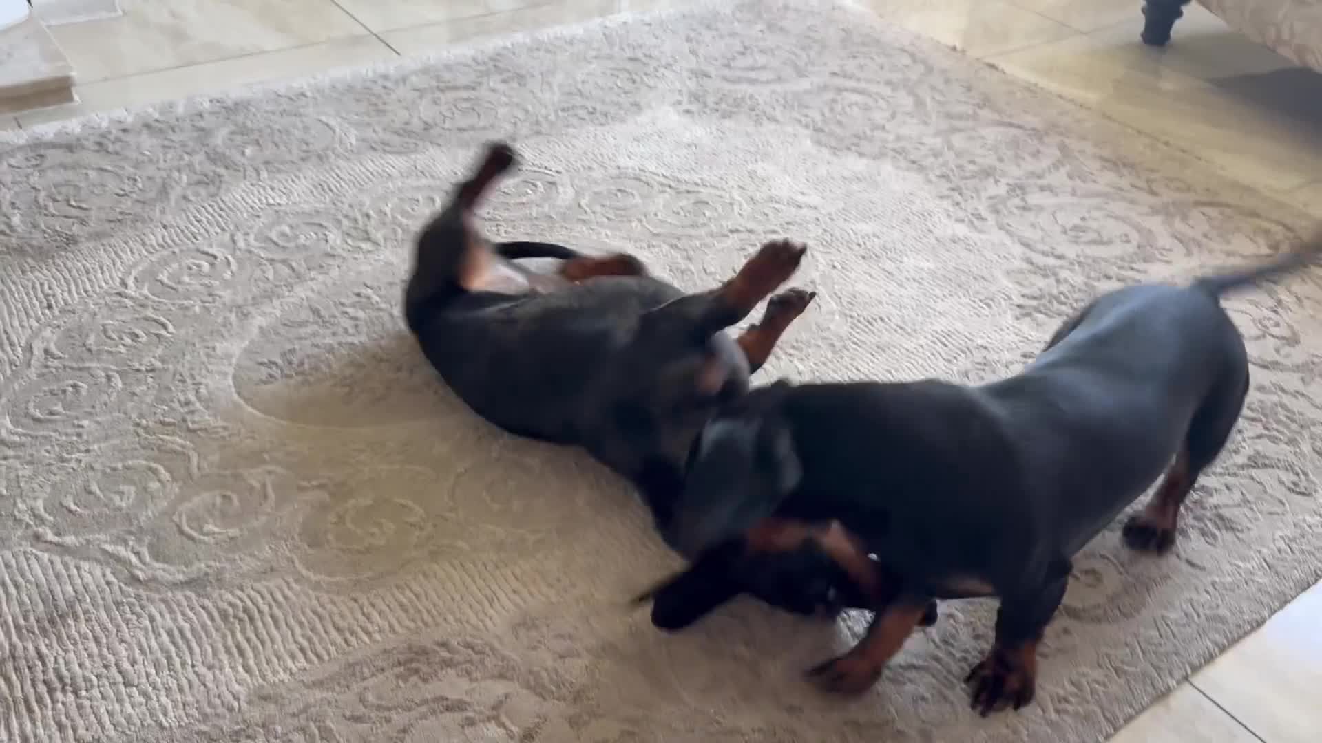Dachshund dogs for sale: 2 dachshund sisters looking for new home - Video 1