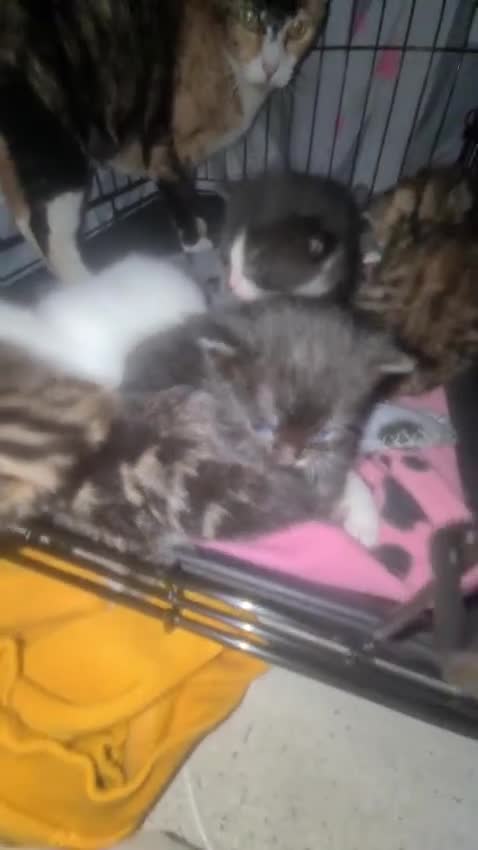Mixed Breed cats for sale: 5 beautiful mixed breed kittens for sale. - Video 5
