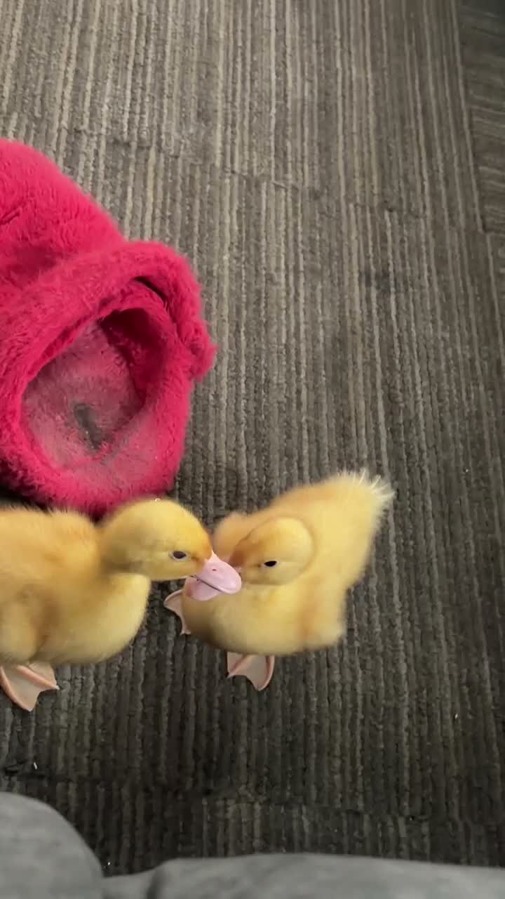 Ducks poultry for sale: Baby ducklings  - Video 1