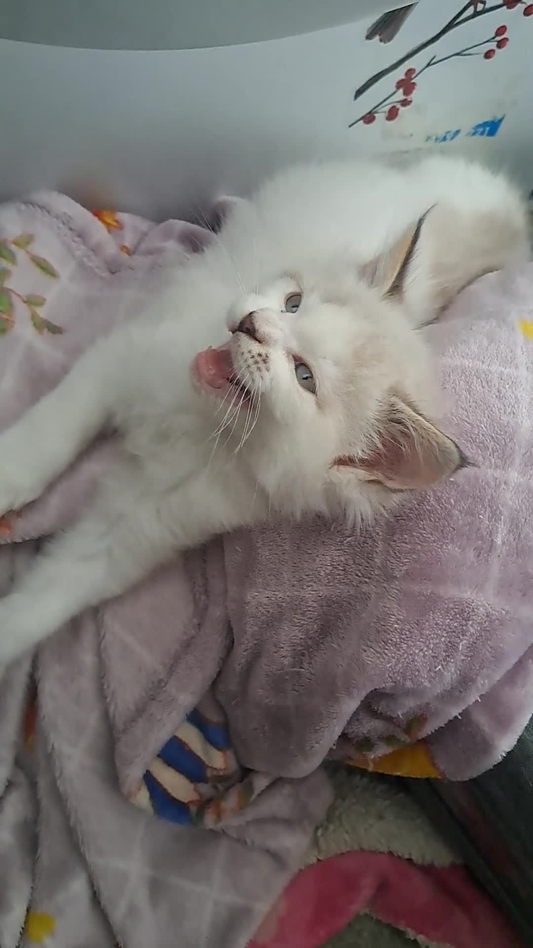 Maine Coon cats for sale: 3 beautiful mix kittens.  Reed add. - Video 1