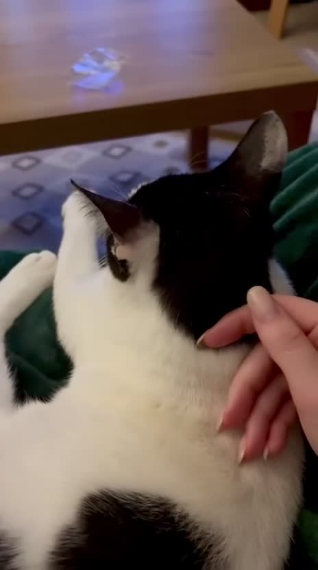 Arabian Mau cats for adoption: Handsome Leo ♌️ (House Cat) - Video 1