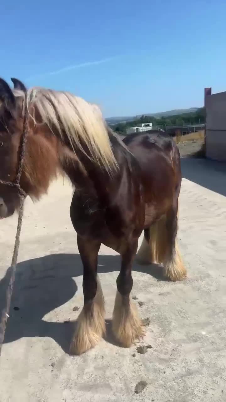 Irish Cob horses for sale: SILVER DAPPLE GELDING LOOKING FOR PERFECT NEW HOME - Video 1
