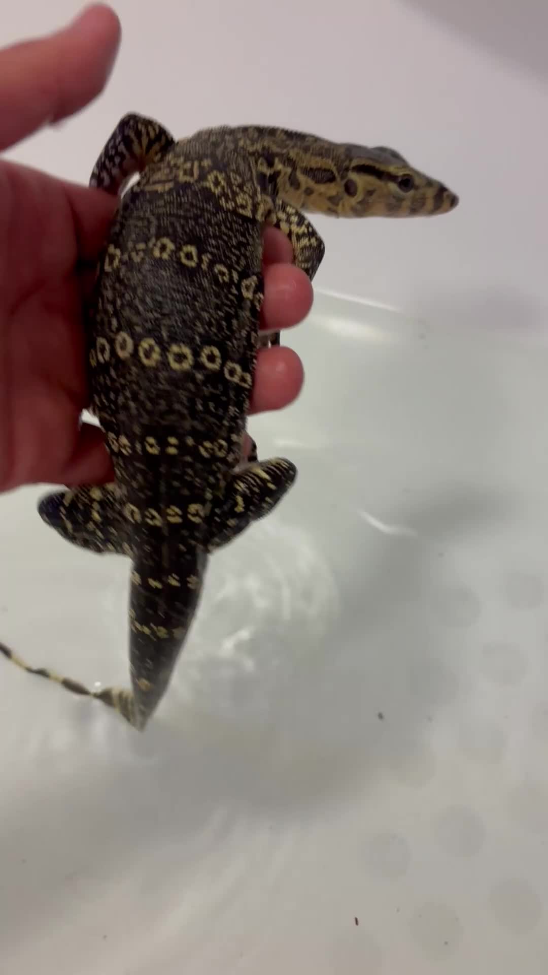 Monitor reptiles for sale: Asian water monitor  - Video 1