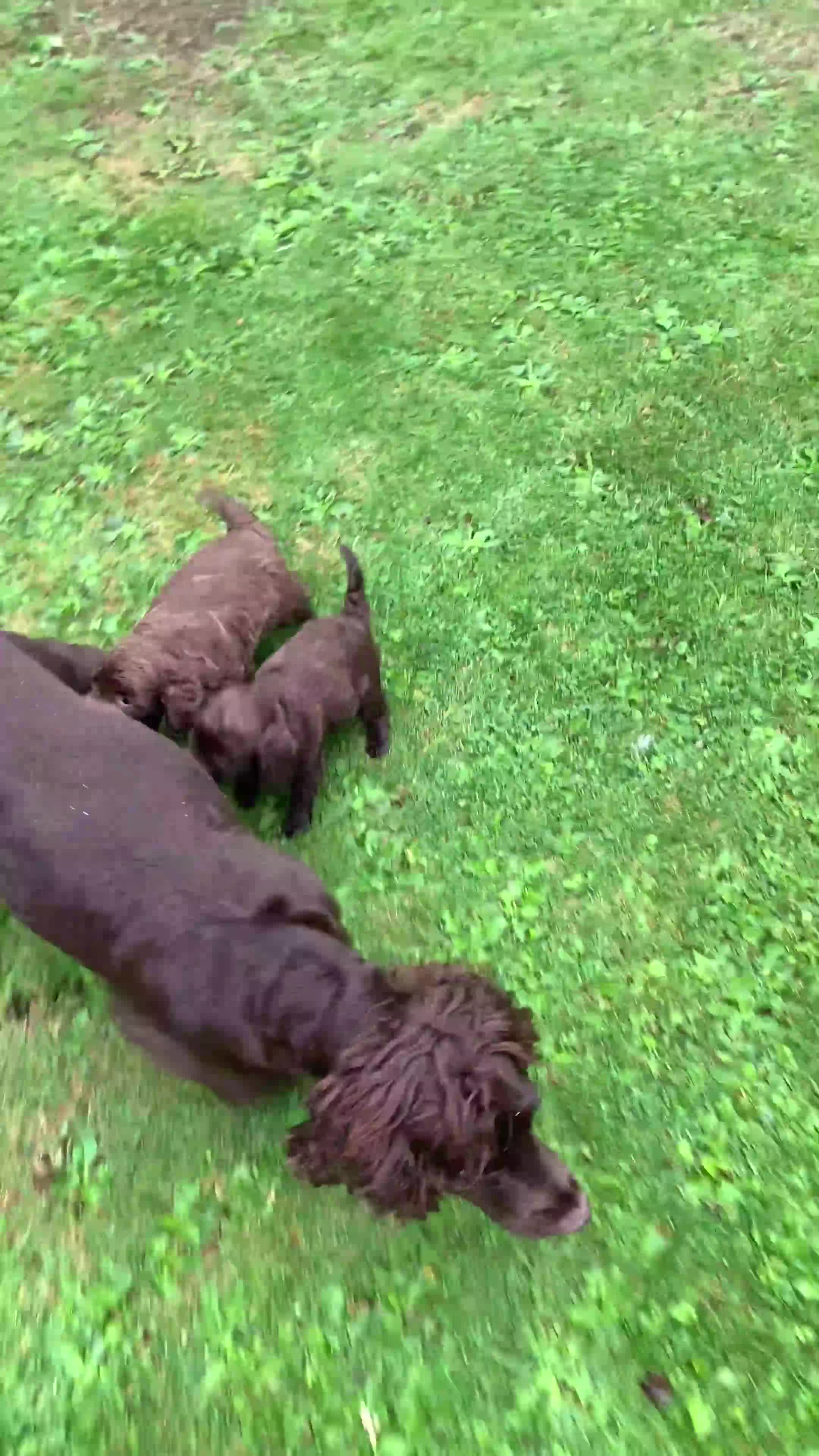 Cockapoo dogs for sale: Health tested f1  Cockerpoo puppies  - Video 1