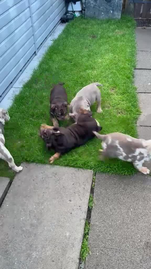 English Bulldog dogs for sale: LAST 4 🇬🇧 TOP 🩸English Bulldogs 🧬 - Video 1
