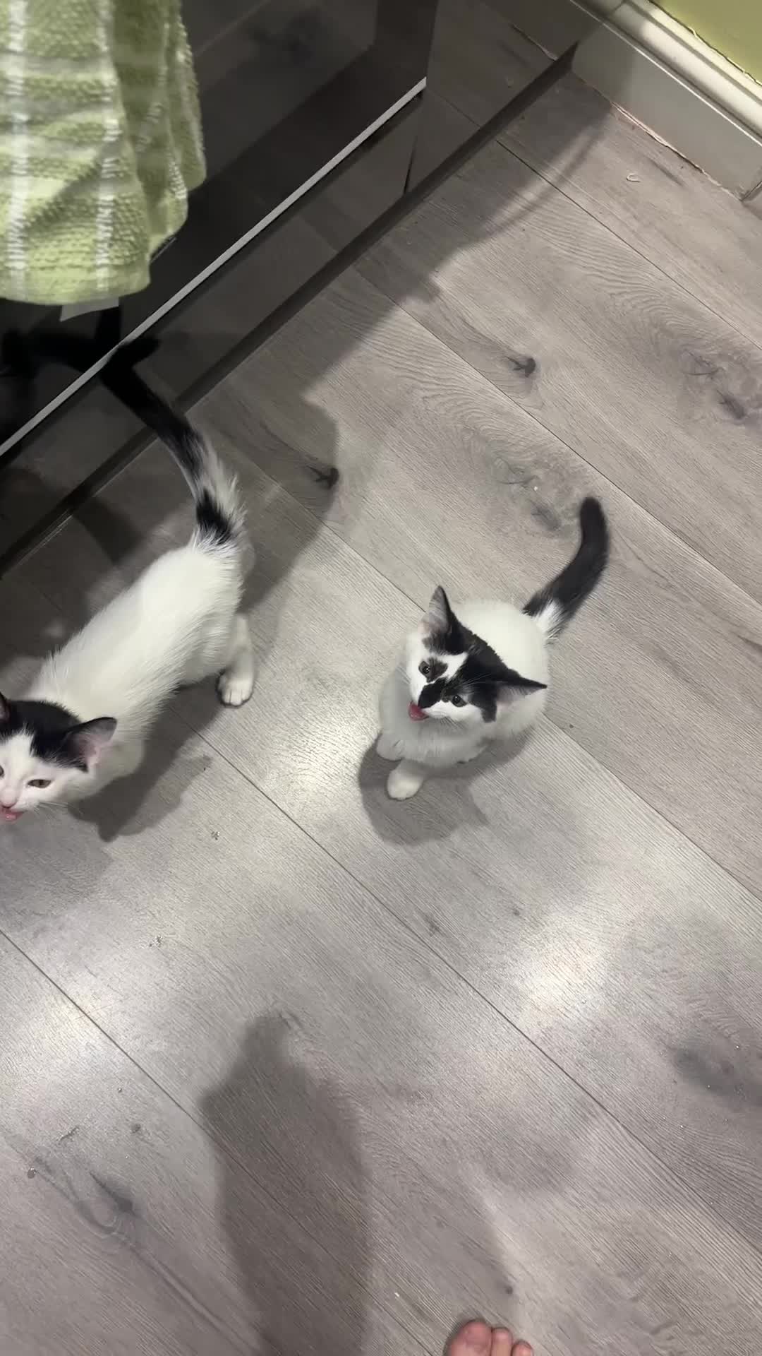 Mixed Breed cats for sale: 2 Kittens + equipment  £150 all in in Lichfield - Video 1