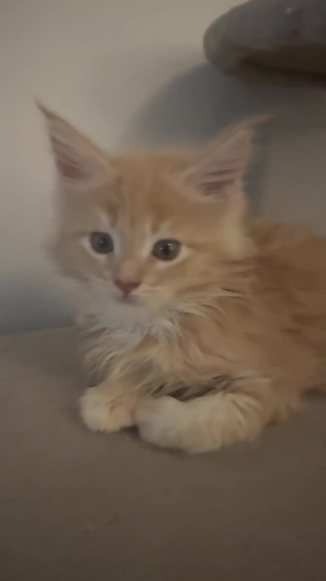 Maine Coon cats for sale: Pedigree fluffy Maine coon kittens (last3 boys) - Video 4
