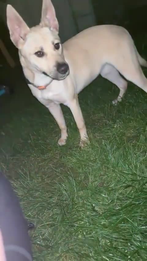 Mixed Breed dogs for sale: Beautiful German Shepherd girl - Video 2