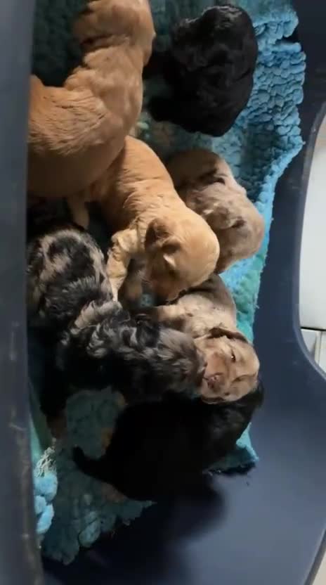 Cockapoo dogs for sale: Stunning F1 cockapoos pups. - Video 1