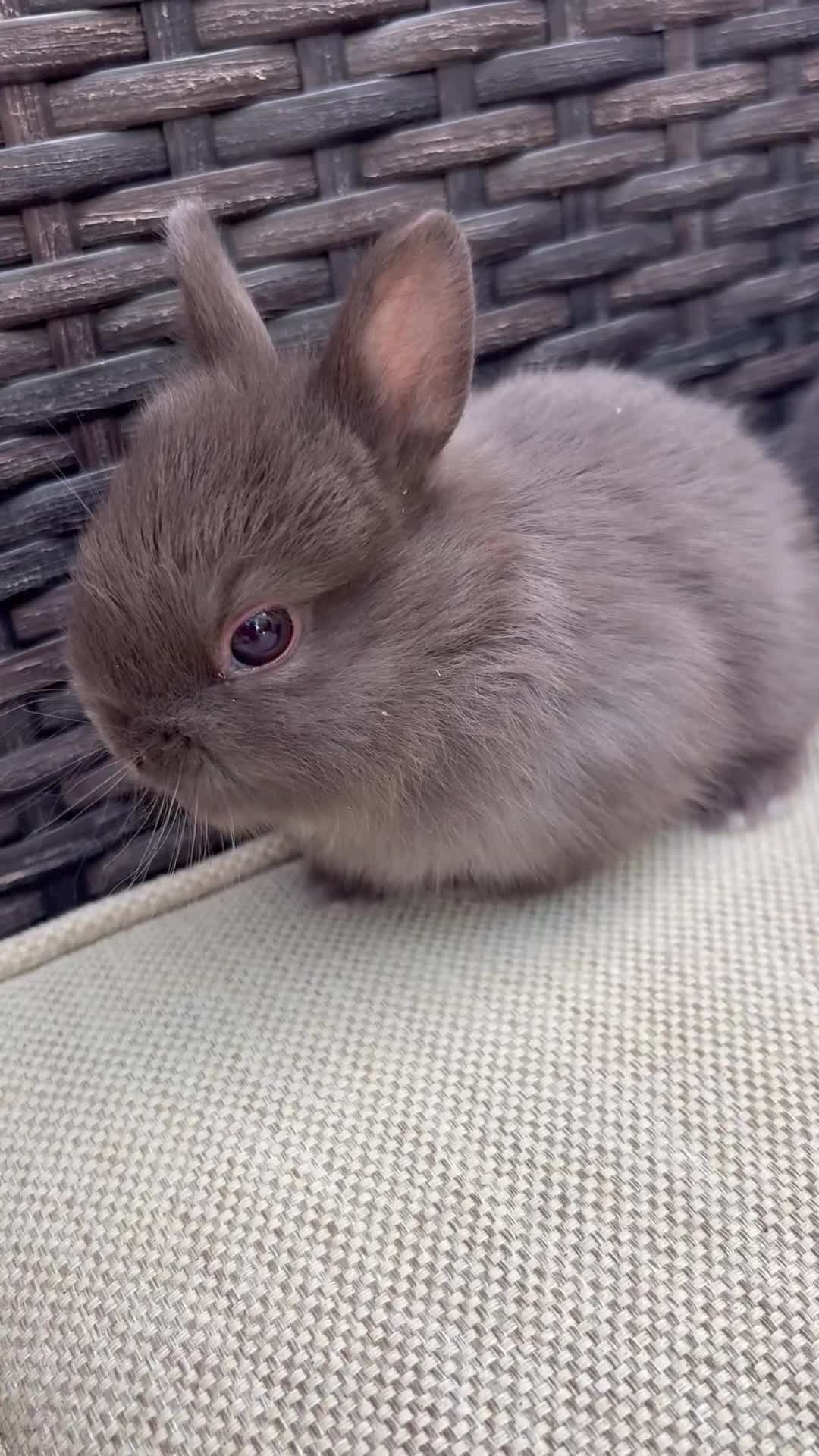 Netherland Dwarf rabbits for sale: Pure Netherland dwarf babies  - Video 3