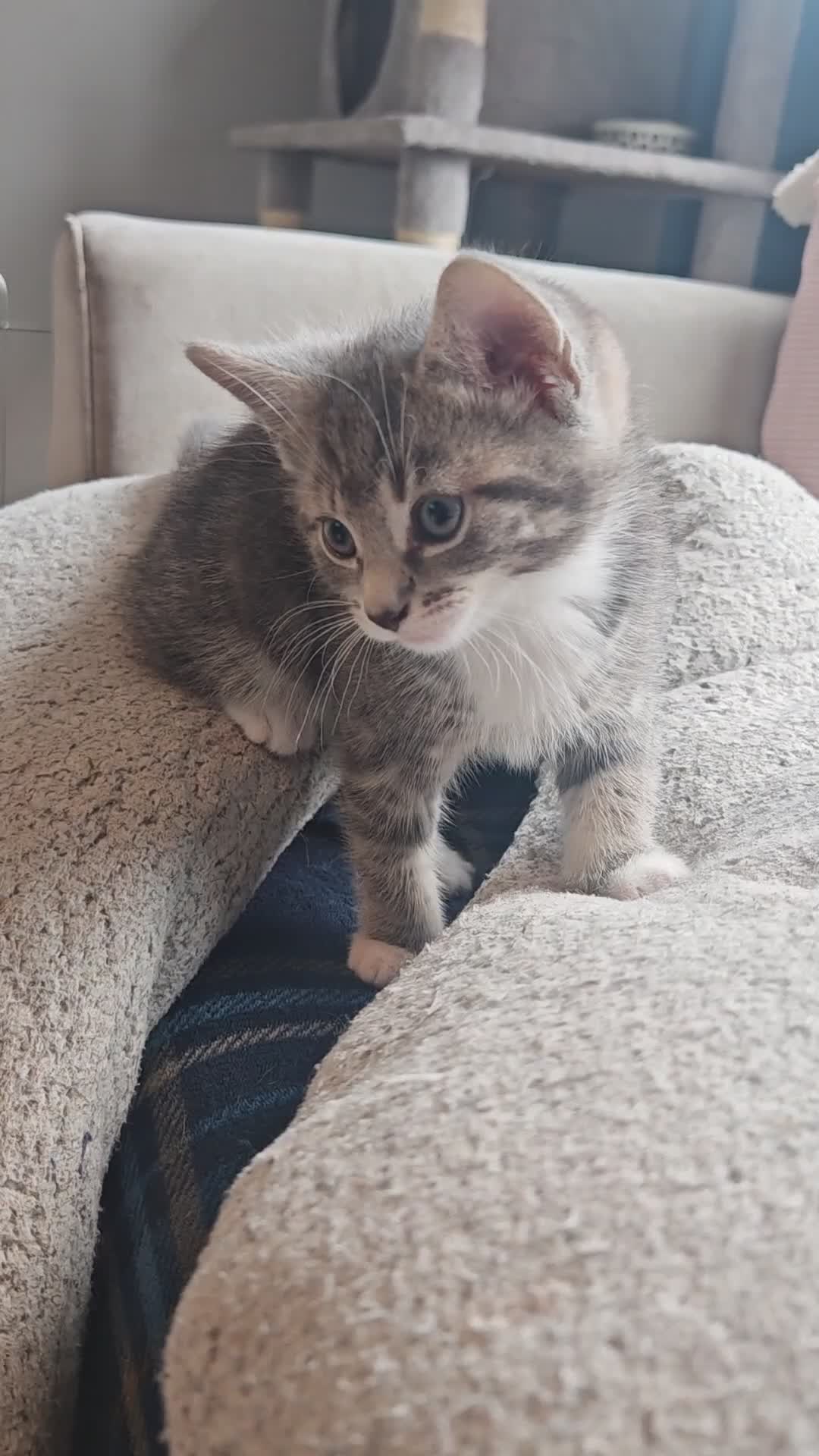 Mixed Breed cats for sale: Kittens 2 females  in Dingwall - Video 1