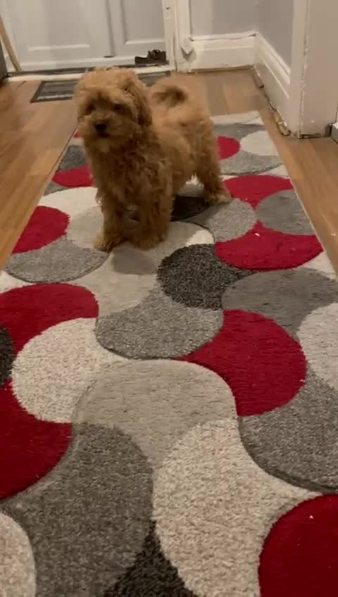 Maltipoo dogs for sale: Toy Maltipoo Ready to go - Video 1