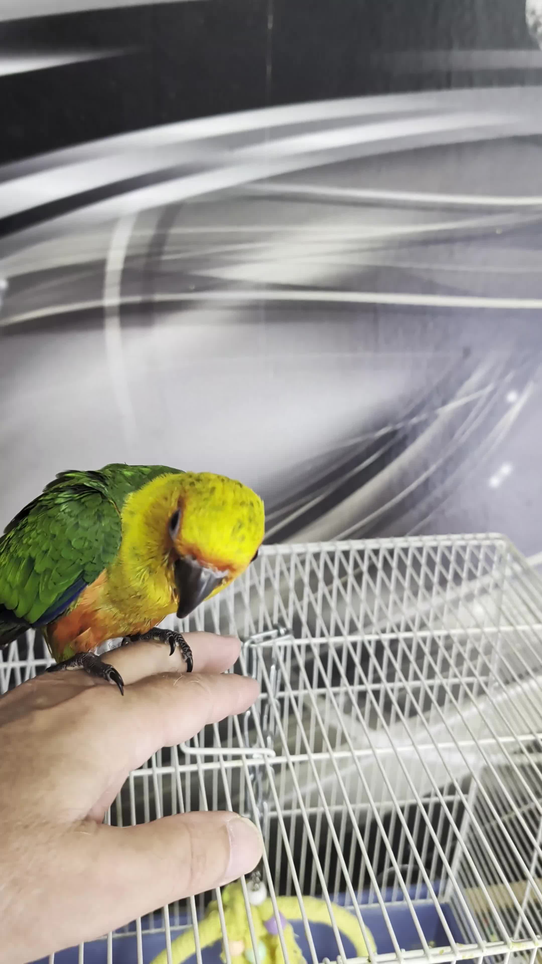 Conures birds for sale: Hand Reared Jenday Conures  in Scunthorpe - Video 1
