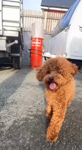 Toy Poodle dogs for stud: KC Red Toy Poodle in Cardigan - Video 1