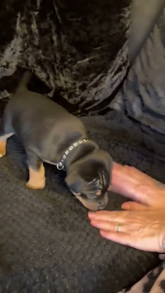 Staffordshire Bull Terrier dogs for sale: KC Reg Staffordshire Bull Terriors  - Video 3