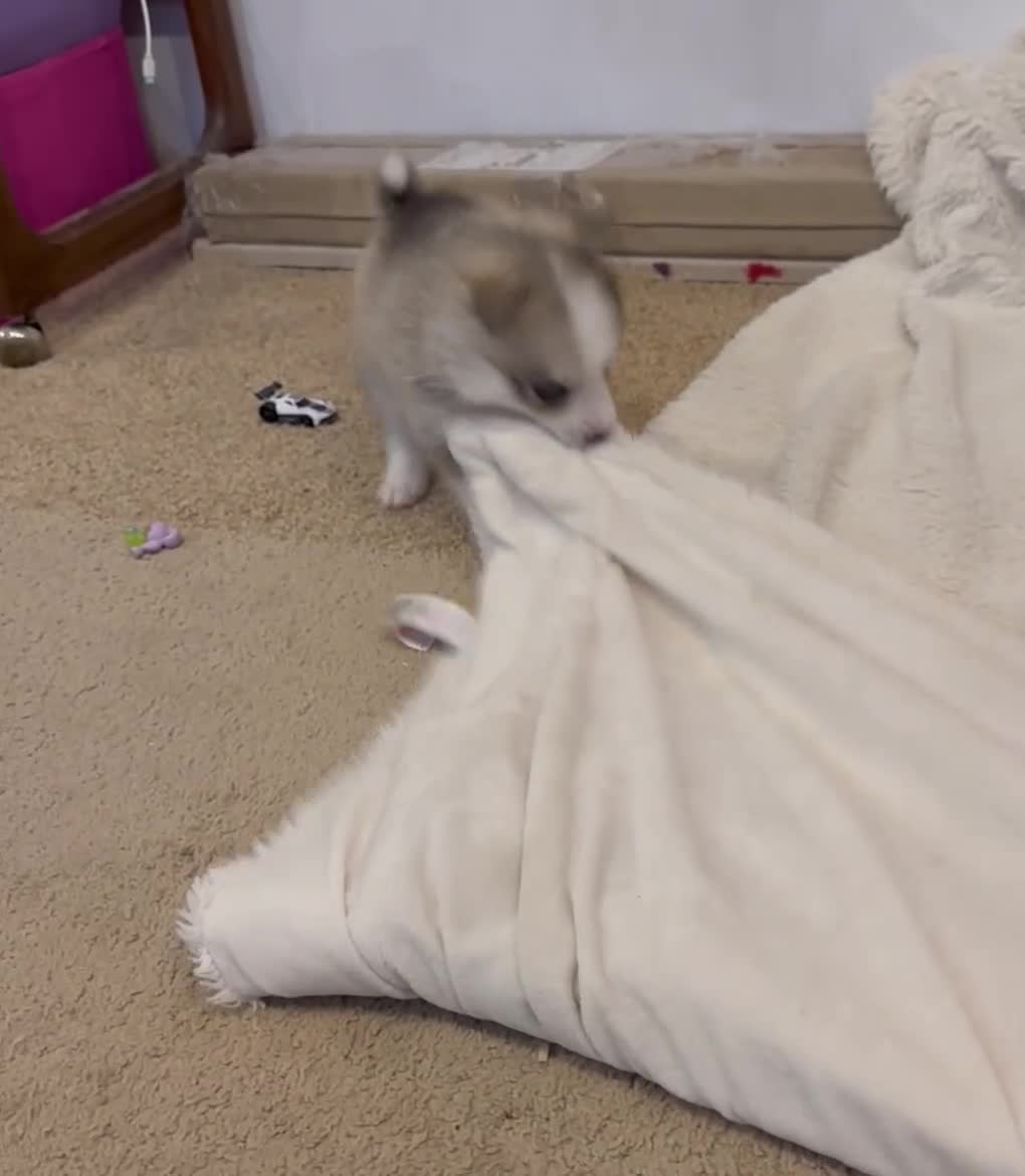 Pomsky dogs for sale: Gorgeous F3 Pomsky pups / perfect Husky markings - Video 1