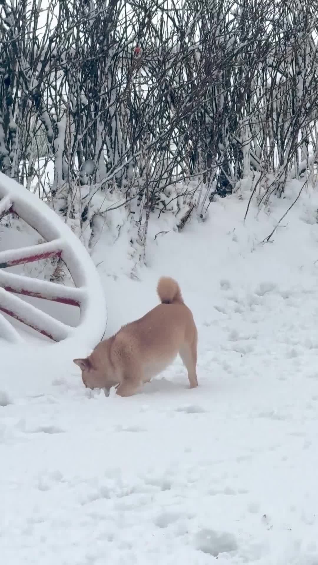 Japanese Shiba Inu dogs for sale: Shiba Inu  - Video 1