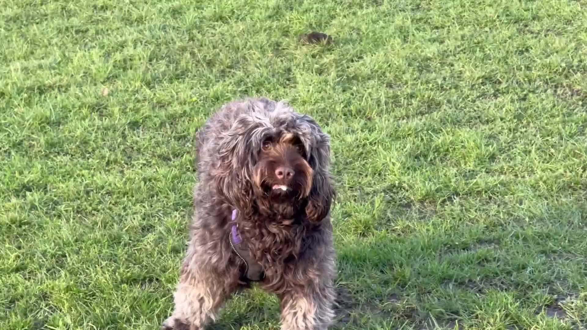 Cockapoo dogs for sale: Chocolate F1 Cockerpoo - Video 1