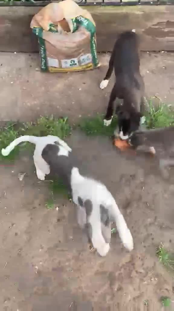 Whippet dogs for sale: Beautiful k.c. whippet puppies in Doncaster - Video 2