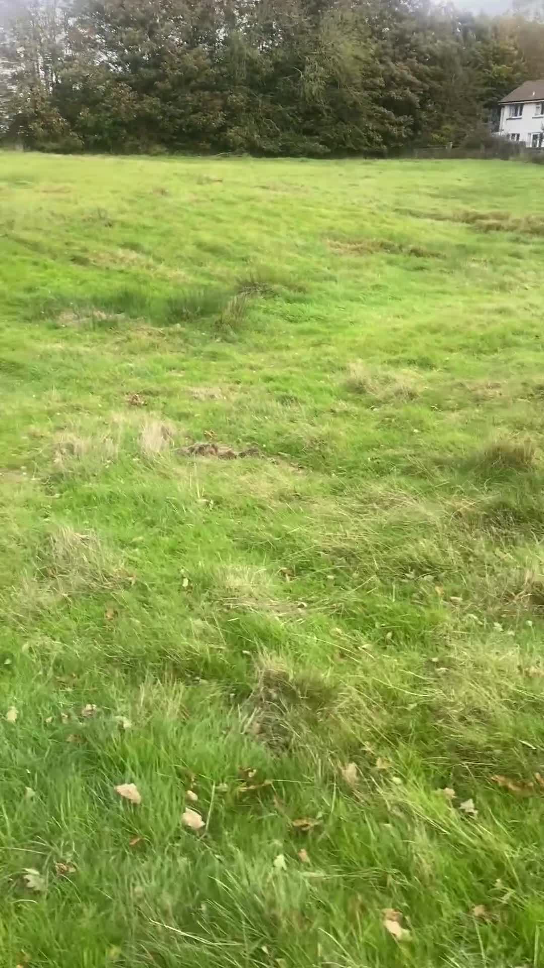 Cavapoo dogs for sale: Cavapoo Entire Dog Bi-Eyed Blue Merle DNA tested  - Video 3