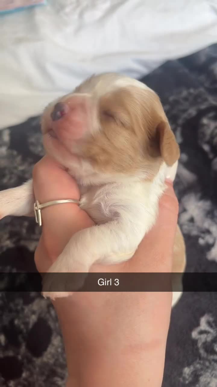 Cavalier King Charles Spaniel dogs for sale: 🐾 KC Registered Cavalier King Charles Spaniel 🐾 - Video 3