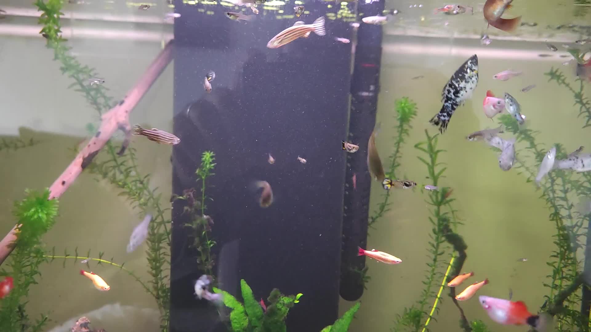 Live Bearers fish for sale: Various livebearers for sale  - Video 1