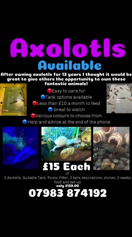 Axolotl reptiles for sale: Baby Axolotl’s  - Video 1