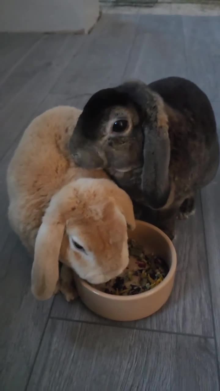 English Lop rabbits for sale: Bonded male and female lop bunny pair in Rochester - Video 1