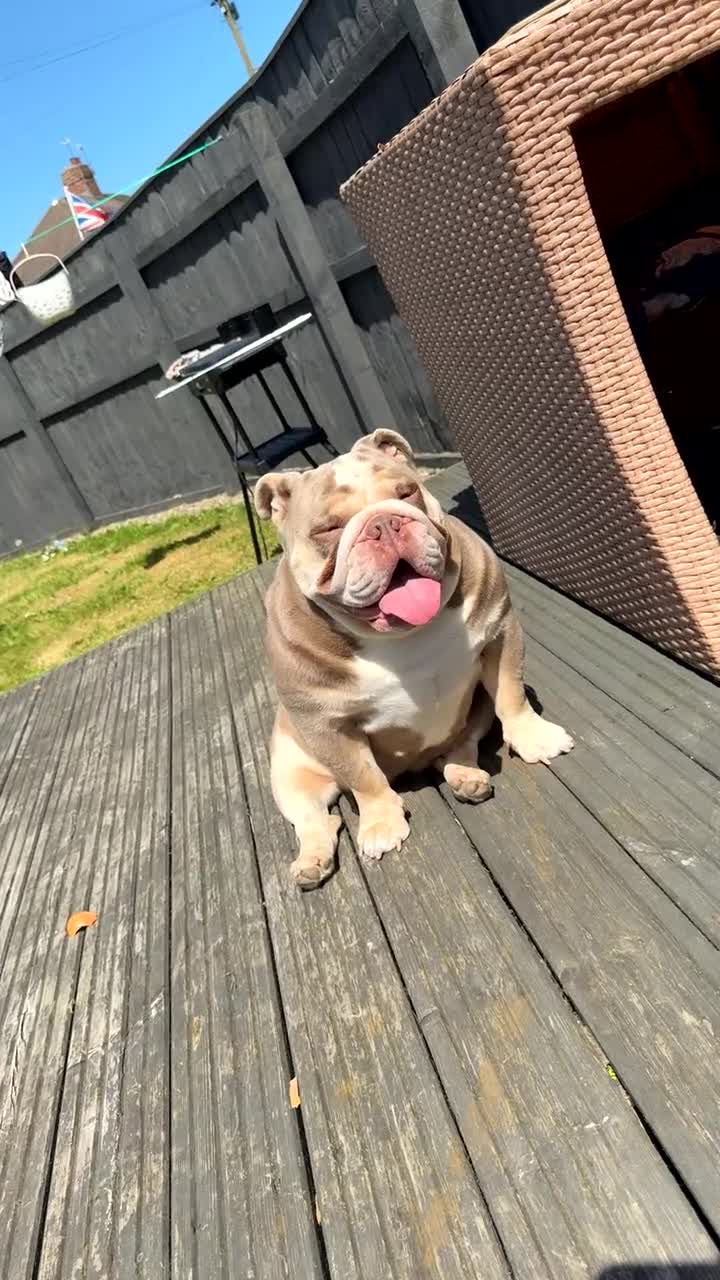 English Bulldog dogs for sale: English bulldog for sale PLEASE READ AD!  - Video 1