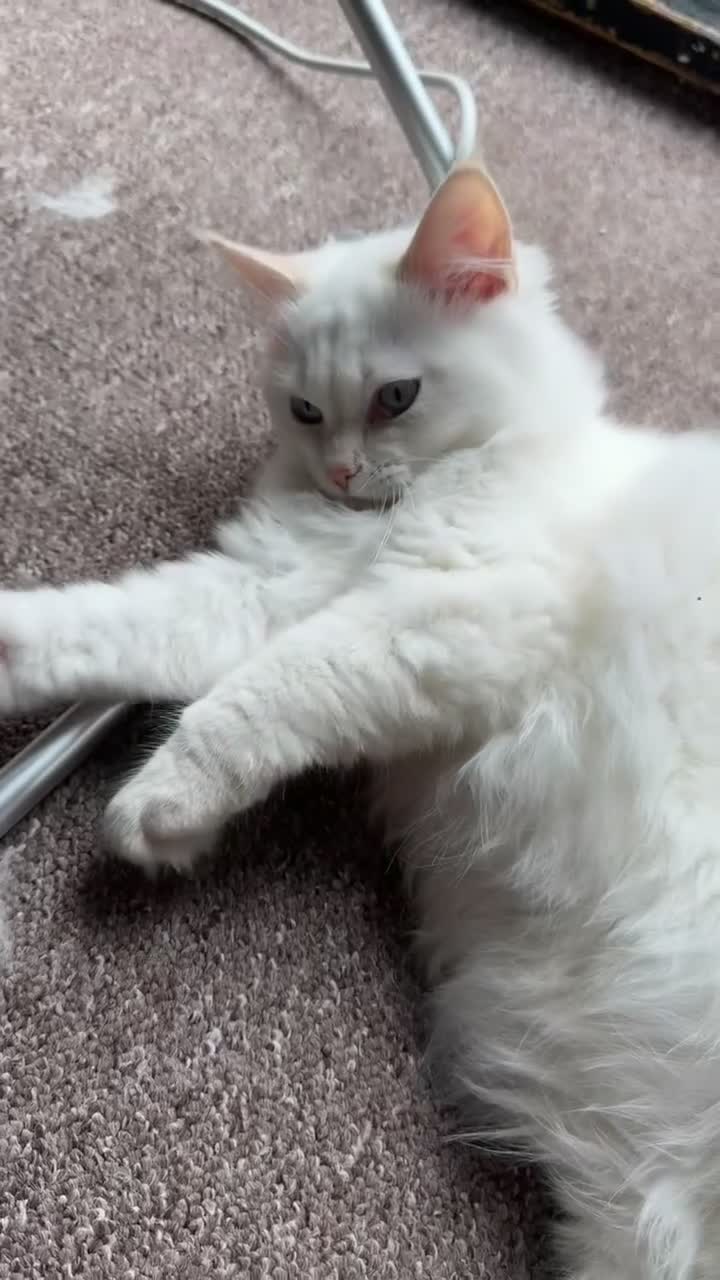 Ragdoll cats for sale: Balinese/ragdoll mix kittens  - Video 1